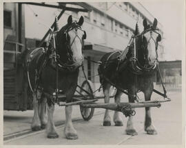 Prince and Pete - last dray horses, Vancouver Breweries