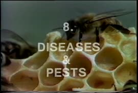 Bees and Beekeeping - Diseases and Pests
